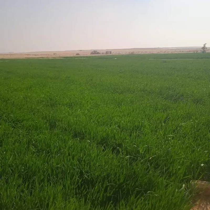  image  ارض زراعية للبيع للاستثمار طريق الفيوم 1000م