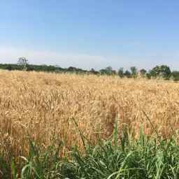 ارض زراعية ٦ قيراط للبيع بموقع مميز في مركز كفر شكر بالقليوبية 