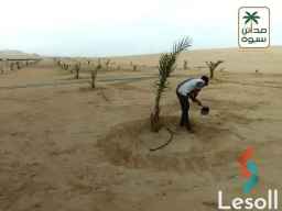 للبيع 5فدان نخيل مجدول بواحة سيوة و باعلي عائد استثماري 