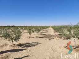 ارض للبيع  2.5 فدان مزروعة زيتون مراقى استثمار ذكي وعوائد قوية وباقل سعر 