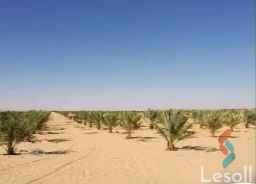 ارض للبيع كاملة المرافق 2.5 فدان مزروعة نخيل سيوي بسيوة 