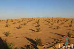 ارض زراعية للبيع  5 فدان نخيل سيوي علي البشاير بسيوة 