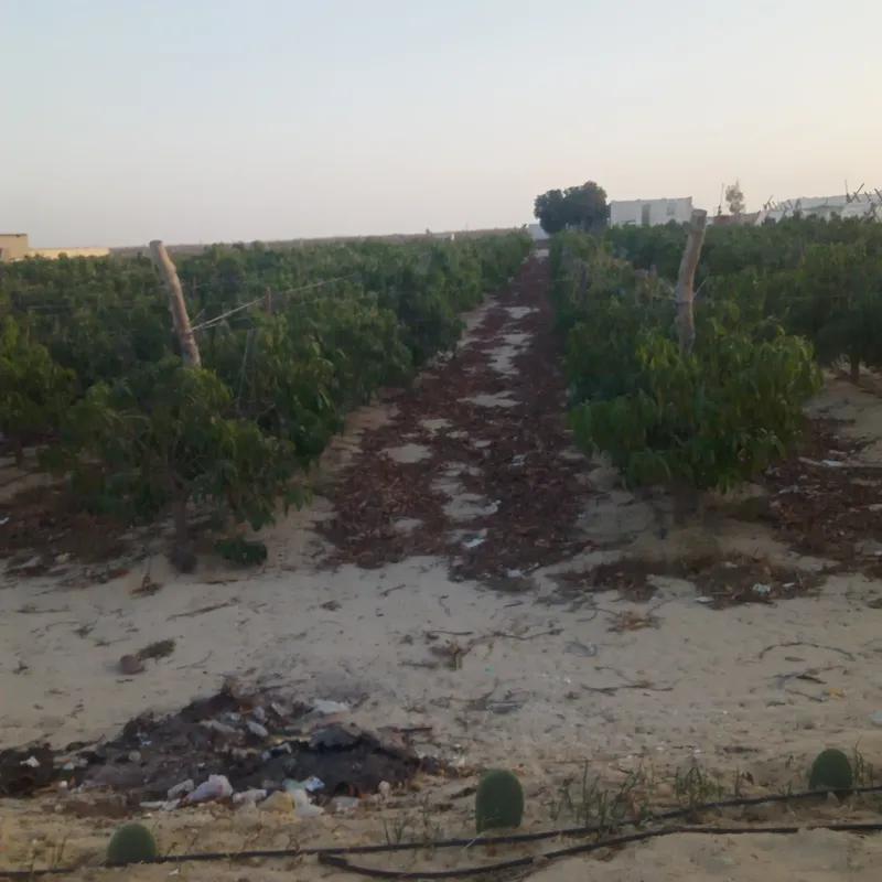 ارض زراعية للبيع بمساحة 60 متر في وادي النطرون البحيرة 