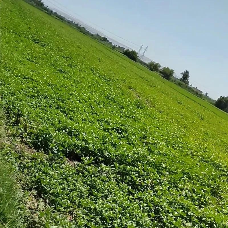 Land agriculture for sale with an area of 4200 meters in  Giza  - Image 4