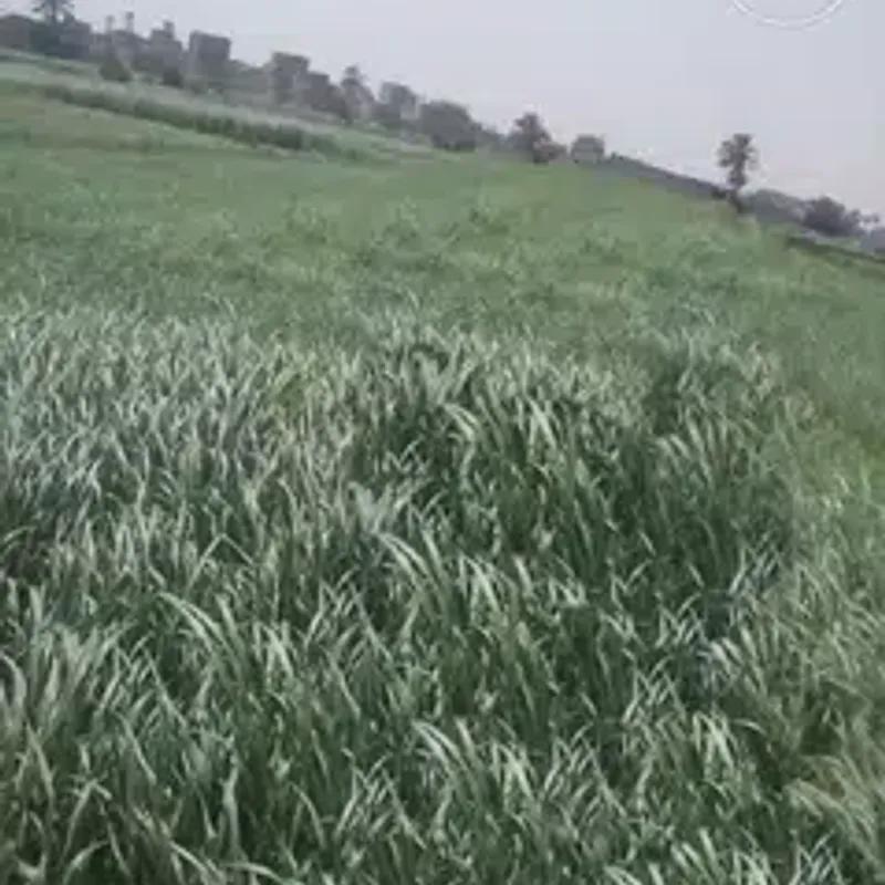 Land agriculture for sale with an area of 92 meters in  Giza 