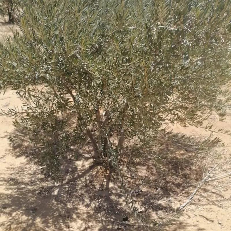 Land agriculture for sale with an area of 16960 meters in Alganayen   - Image 4