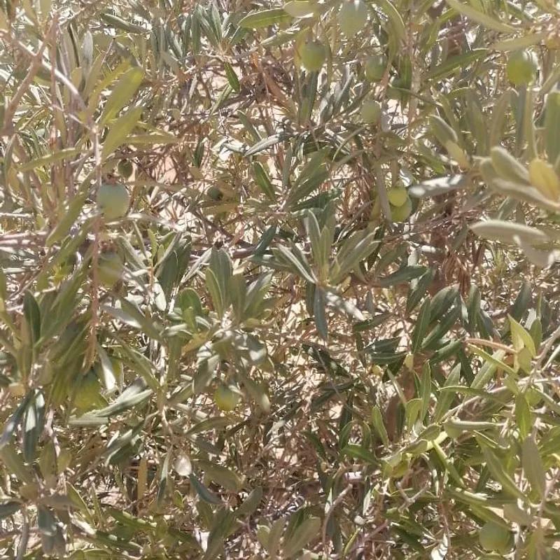 Land agriculture for sale with an area of 16960 meters in Alganayen   - Image 3