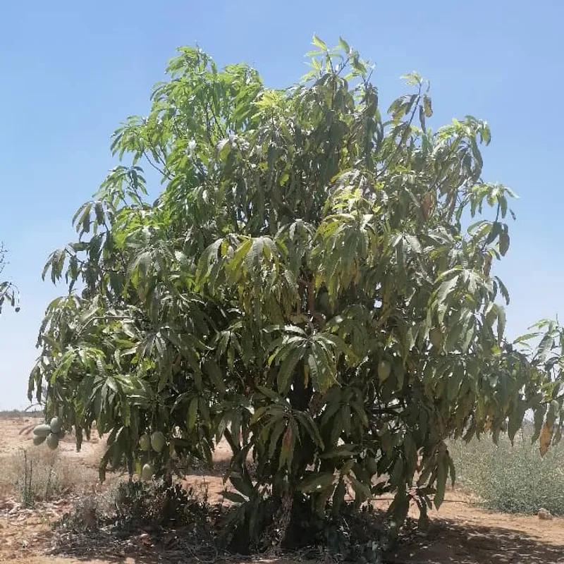 Land agriculture for sale with an area of 16960 meters in Alganayen   - All Images