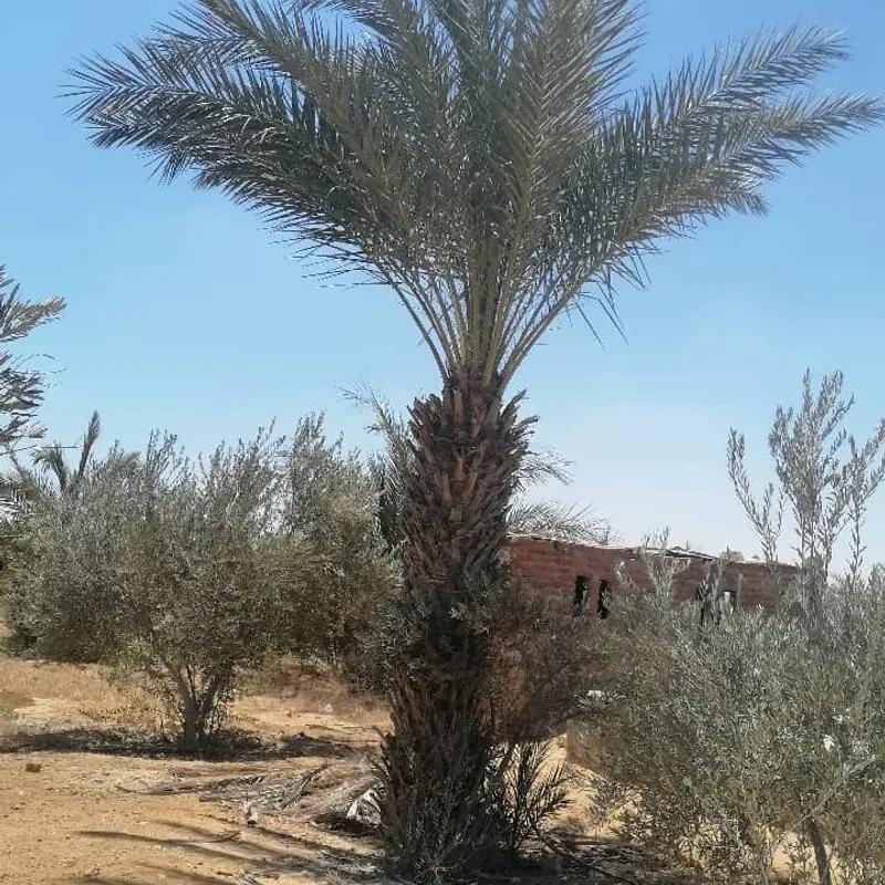 Land agriculture for sale with an area of 16960 meters in Alganayen  