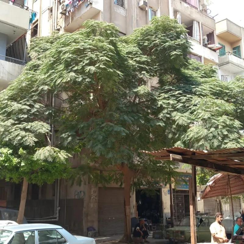  عمارة للبيع بمساحة 170 متر و غرفتان في  القاهرة - كل الصور