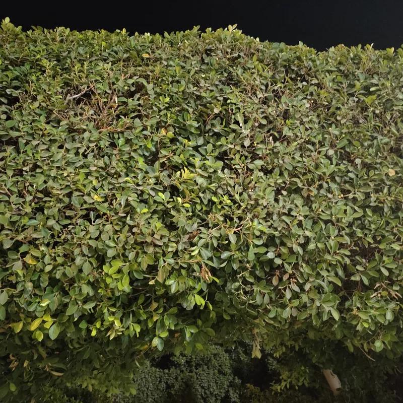 Chalet for sale with an data.area 50 meters and 1 room in   Cairo 