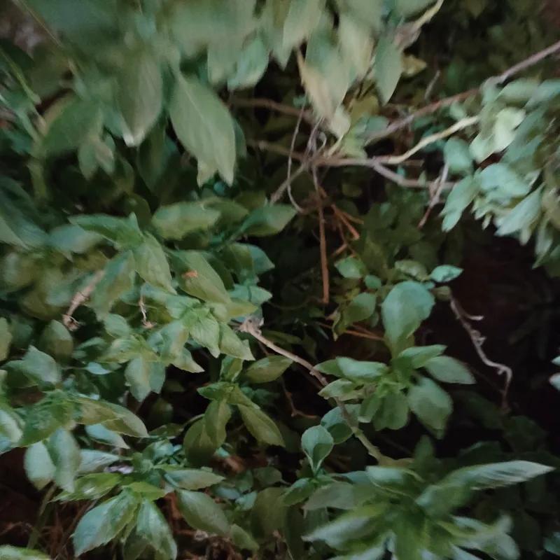 Chalet for sale with an data.area 50 meters and 1 room in   Cairo  - Image 4