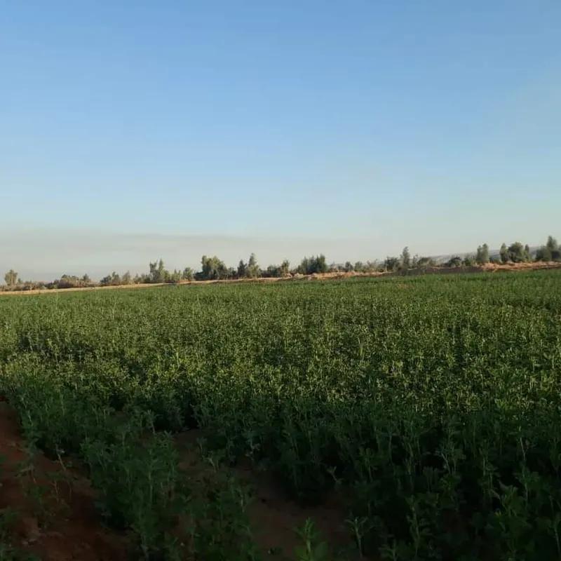 Land agriculture for sale with an area of 42004 meters in Al Basilia Aswan  - All Images
