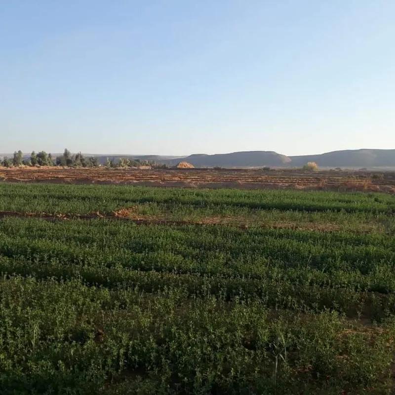 Land agriculture for sale with an area of 42004 meters in Al Basilia Aswan  - Image 4