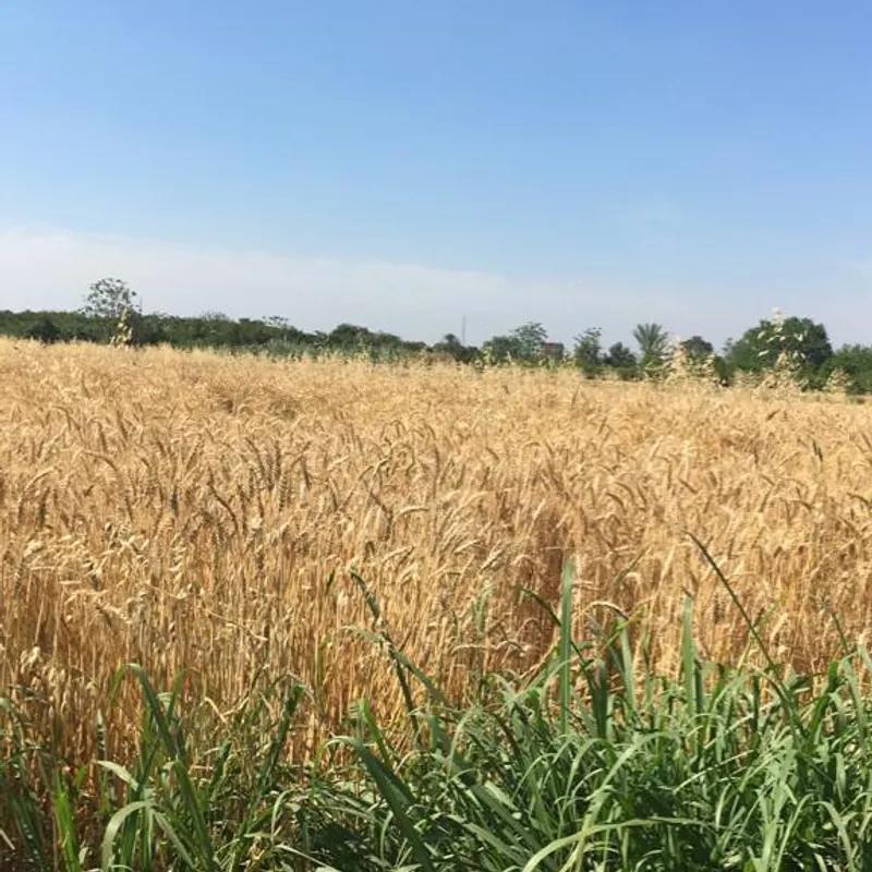 ارض زراعية للبيع بمساحة 1062 متر في  المنوفية 