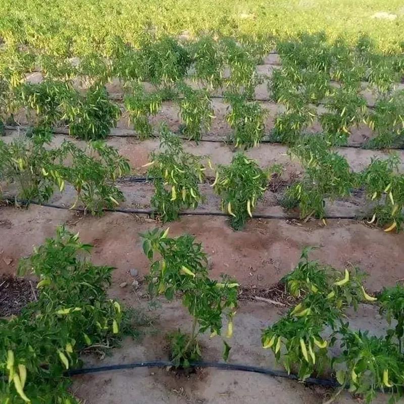 Land agriculture for sale with an area of 42000 meters in   