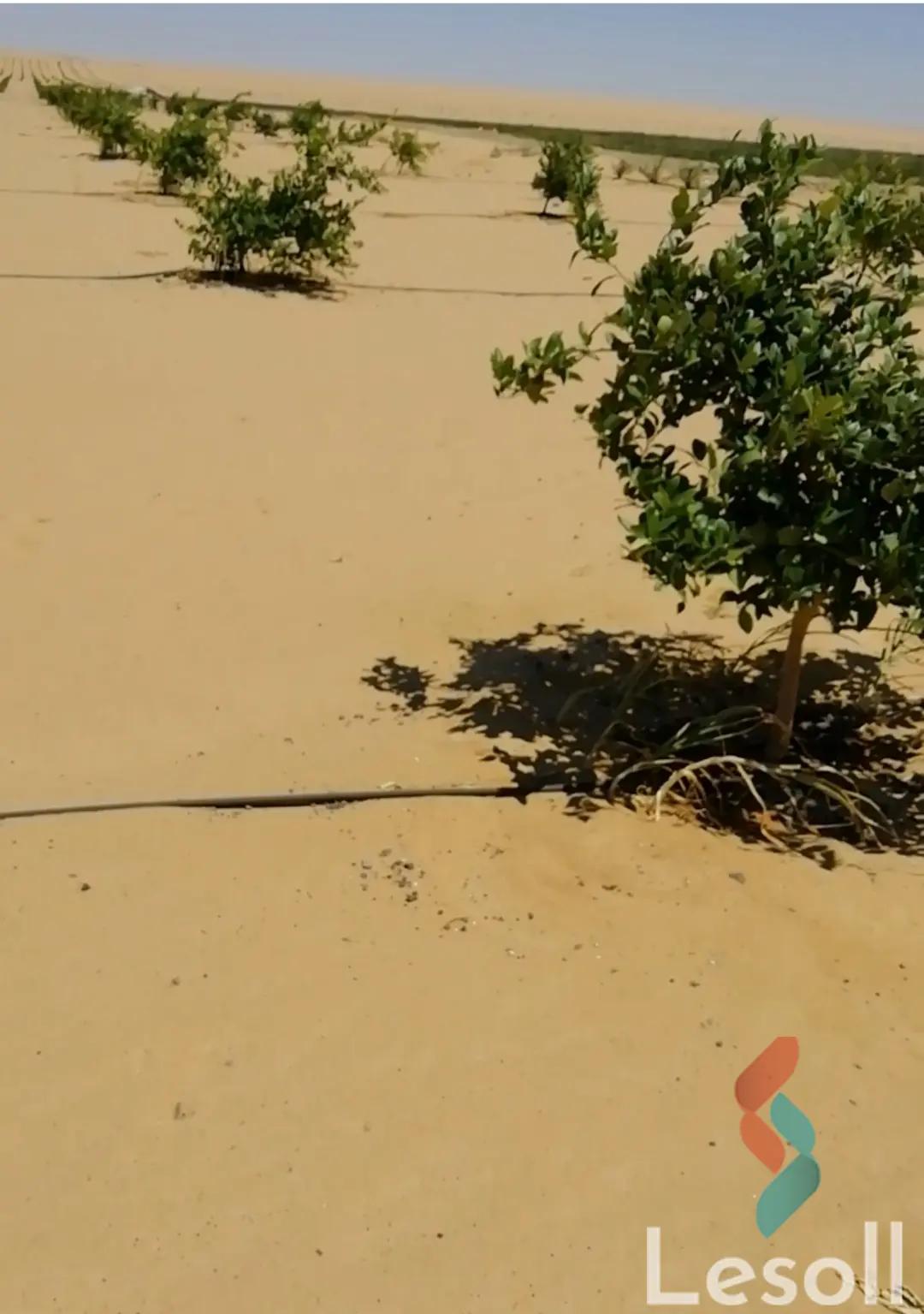 زراعية للبيع بمساحة 12,600 متر في أسيوط الجديدة اسيوط 