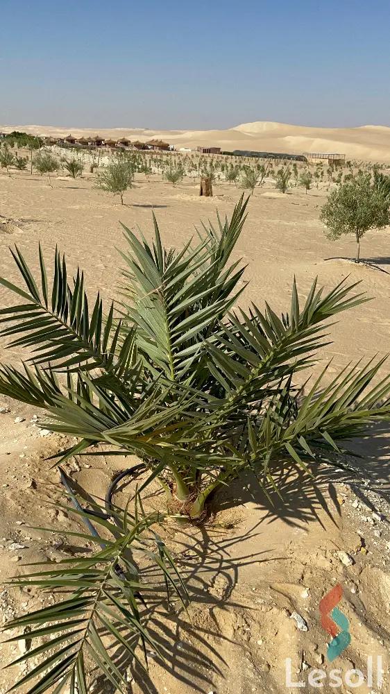 Land agriculture for sale with an area of 21000 meters in Siwa Matrouh  - All Images