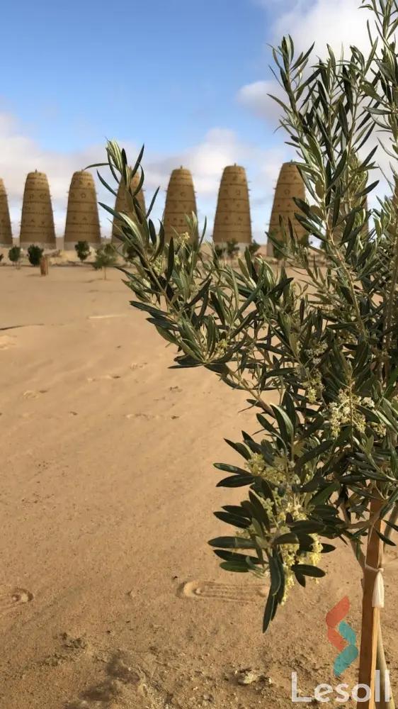 ارض زراعية للبيع بمساحة 21000 متر في سيوة مطروح 