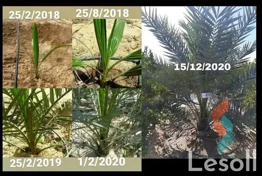 ارض زراعية للبيع بمساحة 21000 متر في سيوة مطروح 