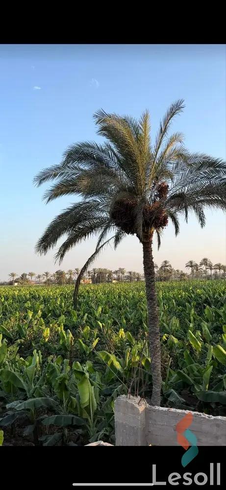 ارض زراعية للبيع بمساحة 175 متر في كوم حمادة البحيرة 