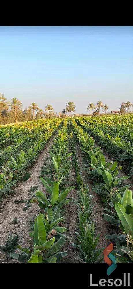 ارض زراعية للبيع بمساحة 175 متر في كوم حمادة البحيرة 