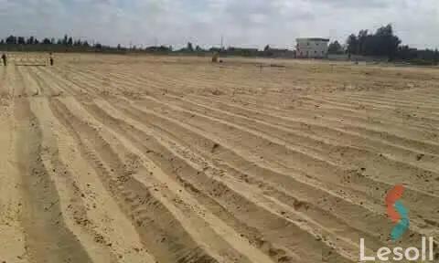 Land agriculture for sale with an area of 63000 meters in Tamiya Fayoum  - Image 4
