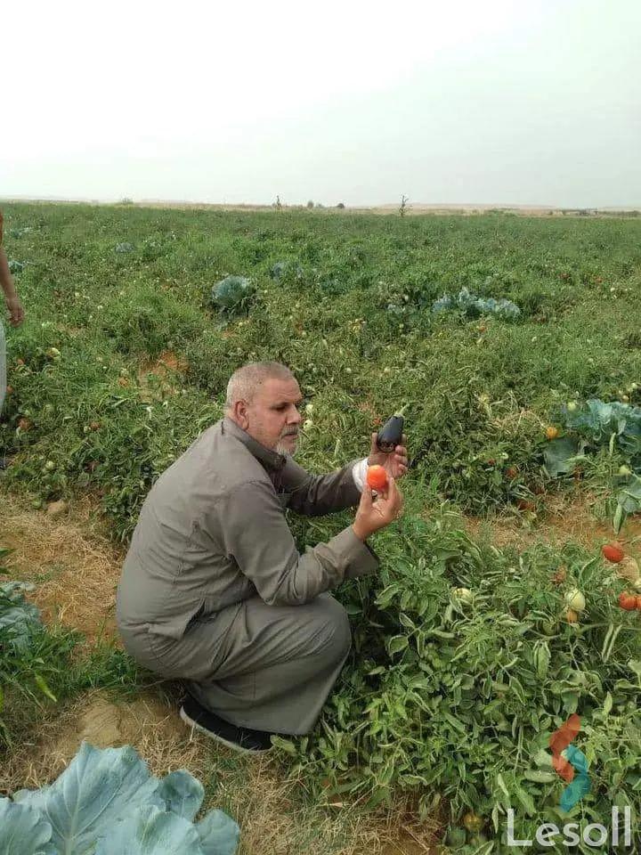 Land agriculture for sale with an area of 20 meters in Tamiya Fayoum 