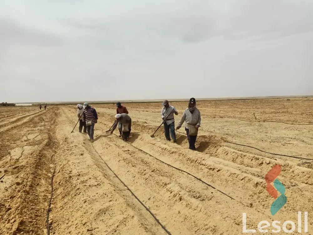Land agriculture for sale with an area of 63000 meters in Tamiya Fayoum  - Image 3