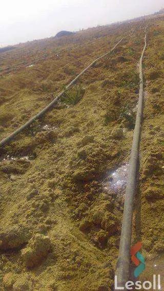 Land agriculture for sale with an area of 1050000 meters in Tamiya Fayoum  - Image 3