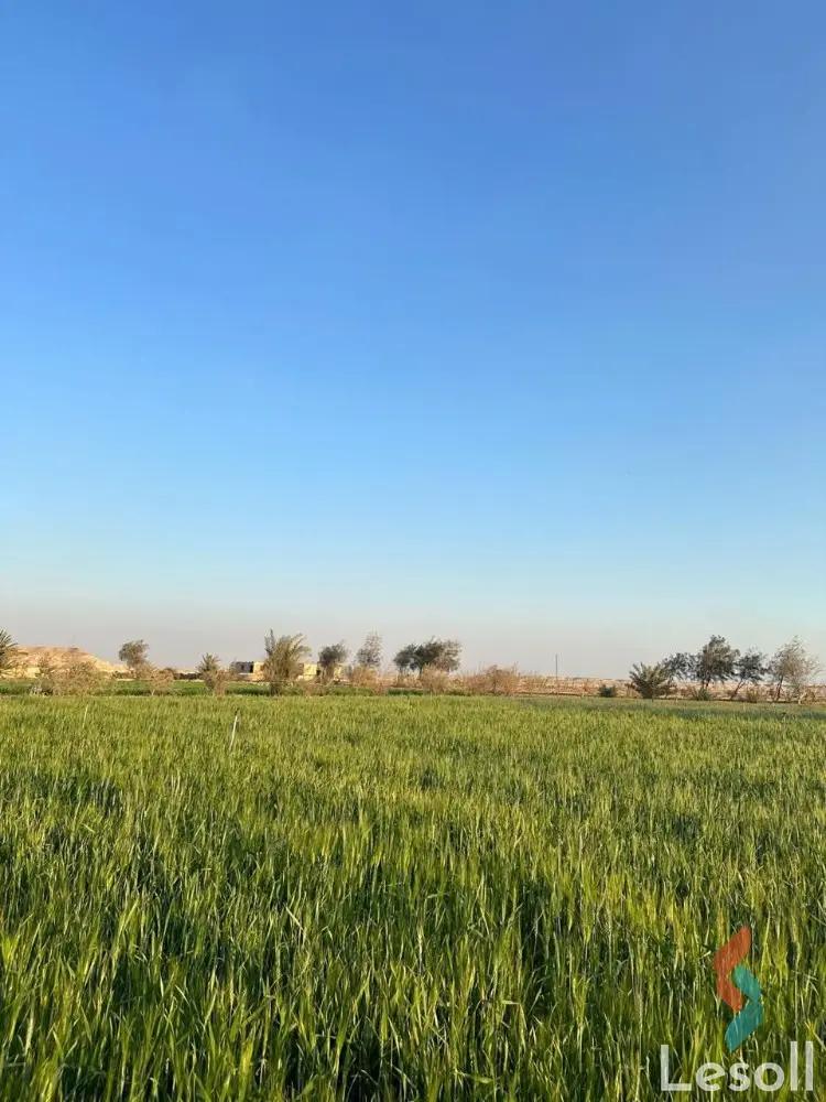 Land agriculture for sale with an area of 42000 meters in Tamiya Fayoum  - All Images