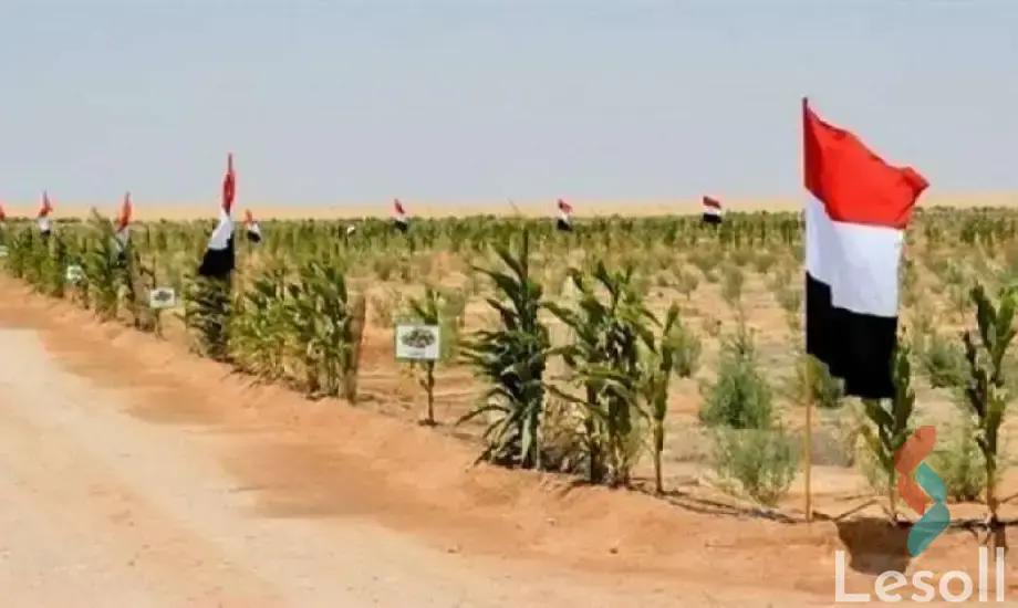 Land agriculture for sale with an area of 63000 meters in Tamiya Fayoum  - Image 2