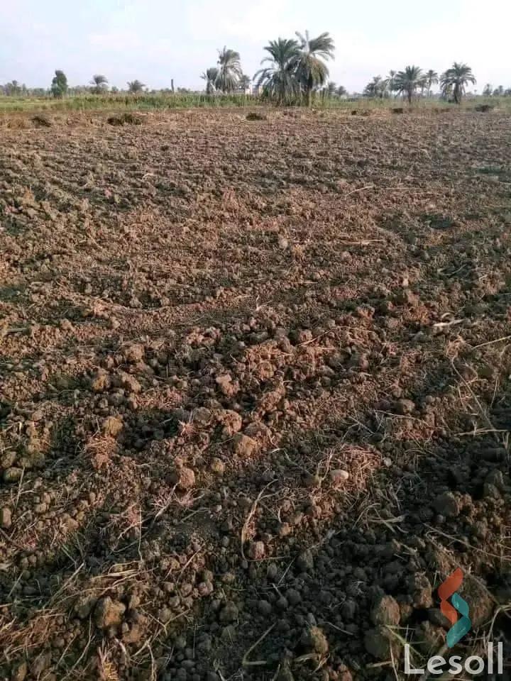 Land agriculture for sale with an area of 126000 meters in Tamiya Fayoum  - Image 3