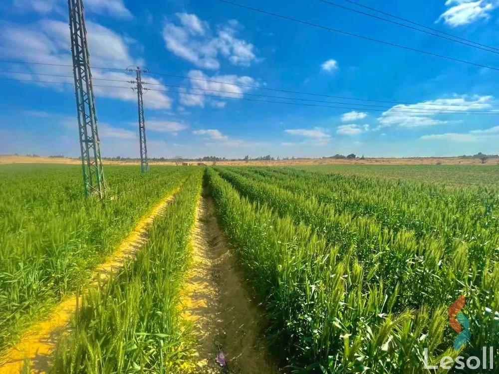 Land agriculture for sale with an area of 42000 meters in Tamiya Fayoum  - Image 3