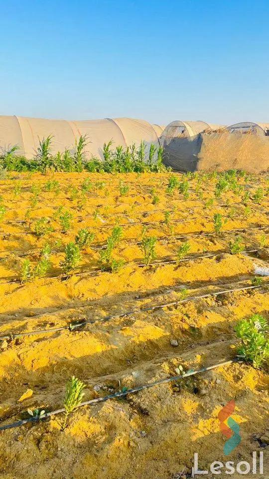 Land agriculture for sale with an area of 42000 meters in Tamiya Fayoum  - Image 2
