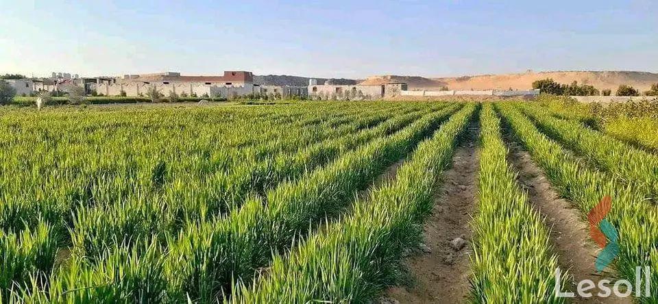 Land agriculture for sale with an area of 42000 meters in Tamiya Fayoum  - Image 4