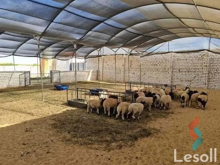 Land agriculture for sale with an area of 126000 meters in Tamiya Fayoum  - Image 4