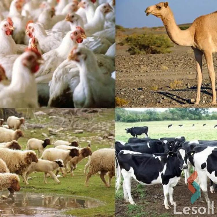 Land agriculture for sale with an area of 20 meters in Tamiya Fayoum  - Image 3