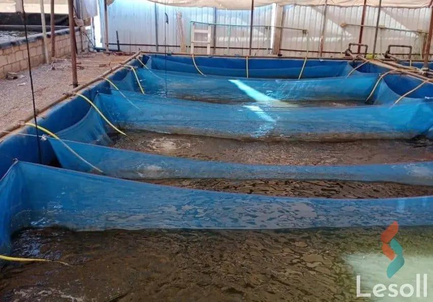 Land agriculture for sale with an area of 20 meters in Tamiya Fayoum  - Image 4