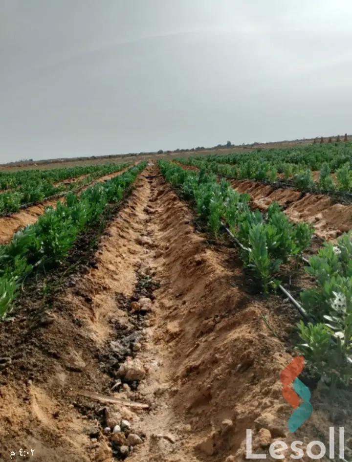 Agriculture for sale with an area 42,000 meters in Katameya Fayoum  - All Images