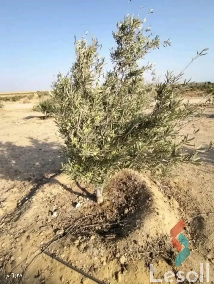 Agriculture for sale with an area 42,000 meters in Katameya Fayoum  - Image 4