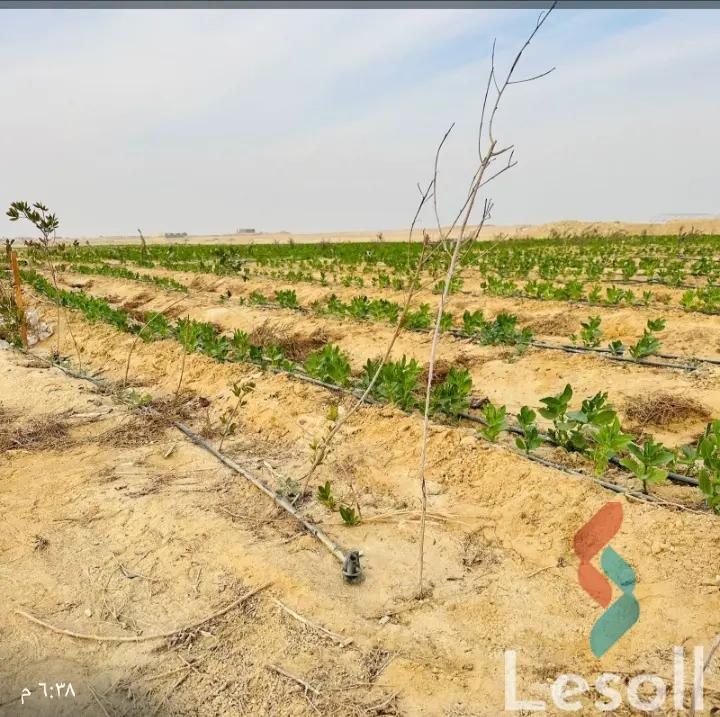 Agriculture for sale with an area 42,000 meters in Katameya Fayoum  - Image 3