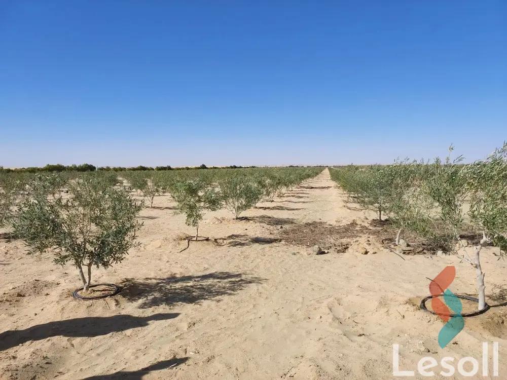 زراعية للبيع بمساحة 10,500 متر في سيوة مطروح 