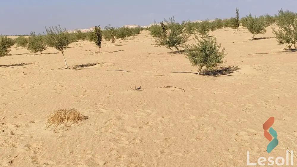 زراعية للبيع بمساحة 10,500 متر في سيوة مطروح 