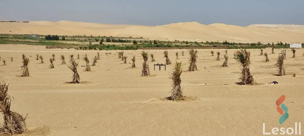 زراعية للبيع بمساحة 10,500 متر في سيوة مطروح 