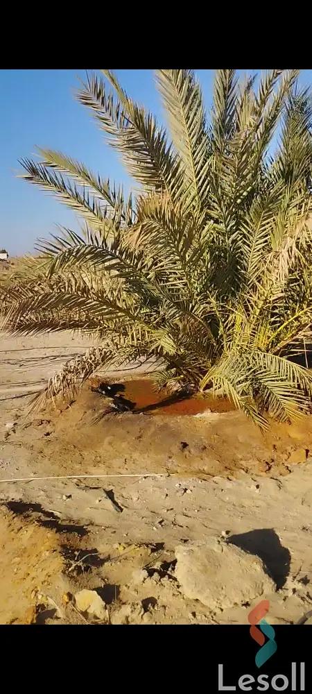 زراعية للبيع بمساحة 12,000 متر في الواحات البحرية الجيزة 