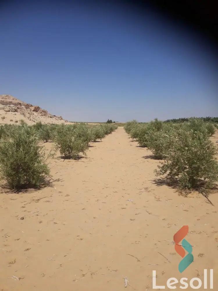 زراعية للبيع بمساحة 10,500 متر في سيوة مطروح 