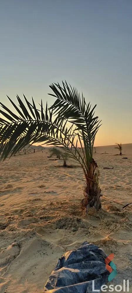 زراعية للبيع بمساحة 10,500 متر في سيوة مطروح 