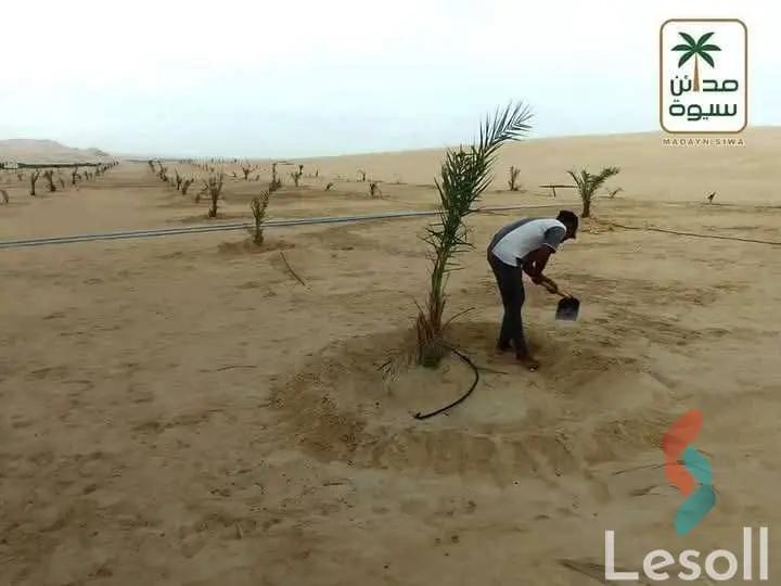 زراعية للبيع بمساحة 21,000 متر في سيوة مطروح 