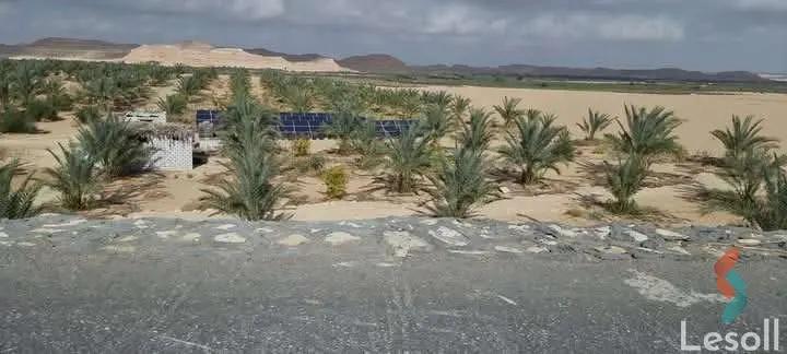 زراعية للبيع بمساحة 21,000 متر في سيوة مطروح 